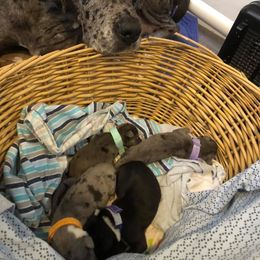Great Dane Puppies from 5T Danes