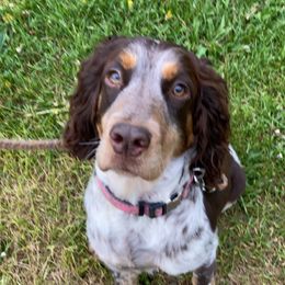 Harper - English Springer Spaniel