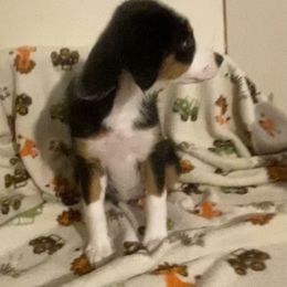 Miniature American Shepherd Puppies from Harbor View Mini American Shepherds