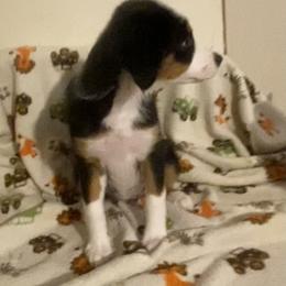 Miniature American Shepherd Puppies from Harbor View Mini American Shepherds