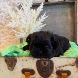 Forrest - Black male Shih Tzu puppy in Success, Missouri from Sweet Success