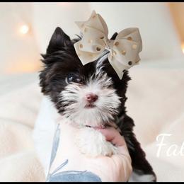 Fallon - Chocolate, tan and white female Yorkshire Terrier puppy in Warren, Michigan from Danielle's Yorkie Babies