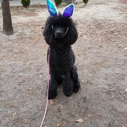 Poodle All Grown Up from Caelestis Poodles