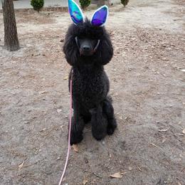 Poodle All Grown Up from Caelestis Poodles