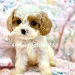 Eden - Blenheim female Cavapoo puppy in Liberty, Missouri from Marigold Pups