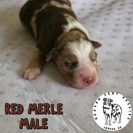 Alamo - Red merle male Miniature Australian Shepherd puppy in Jaroso, Colorado from Heaven Sent Aussies