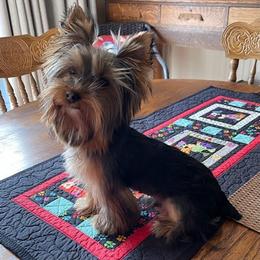 Harley - Yorkshire Terrier
