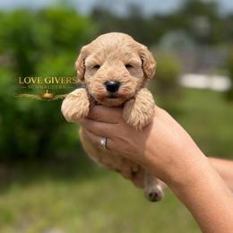 AKC Wheaten Male - Wheaten male Miniature Schnauzer puppy in Lake Placid, Florida from Love Giver Schnauzers