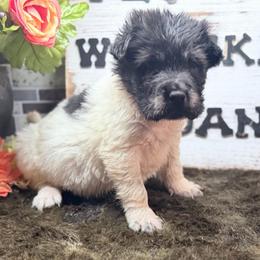 Marvin - Black male Chinese Shar-Pei puppy in Lehigh Acres, Florida from Florida Wrinkles