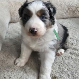 Olaf - Blue merle male Australian Shepherd puppy in Terryville, Connecticut from Spirited Aussies
