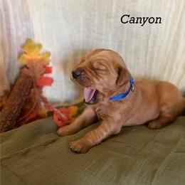 Canyon - Dark golden male Golden Retriever puppy in Fruitland, Idaho from Bethel Retrievers