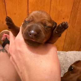 Catlin - Sable female Dachshund puppy in Madisonville, Texas from Little B’s Dachshund Farm