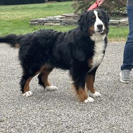 Piwa (Peeva) - Bernese Mountain Dog