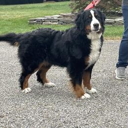 Piwa (Peeva) - Bernese Mountain Dog