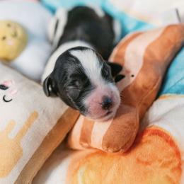 Cavapoo Puppies from Curly Q Cavapoos