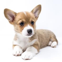 FiFi (Teal Collar) - Health Tested Parents - Red female Pembroke Welsh Corgi puppy in Los Angeles, California from Limitless Huskies