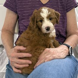 Beanie Weenie - Red male Bernedoodle puppy in Irmo, South Carolina from Palmetto Bernedoodles Boutique