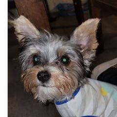 Gizmo - Yorkshire Terrier