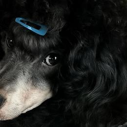 Stormi - Poodle
