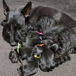 Girl 1 - Brindle Scottish Terrier puppy in Milo, Iowa from Scotties By Stout