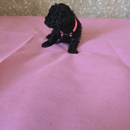Belle - Black Poodle puppy in Covington, Virginia from A  Gift from above kennel,  LLC
