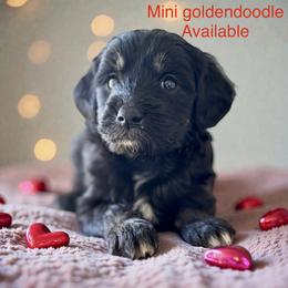 Edie - Black female Goldendoodle puppy in Gay, Georgia from That’s My Puppy