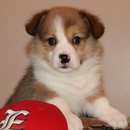 Nat. Bobtail AKC Dax - Red Pembroke Welsh Corgi puppy in Lorraine, Kansas from Lazy N Ranch