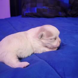 Winter - White male Shih Tzu puppy in Willard, Utah from Shih-tzu Queen