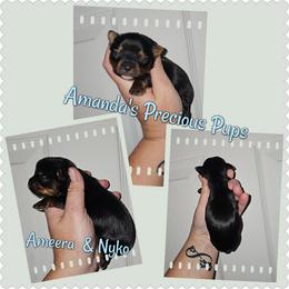 Waylon - Black and tan male Yorkshire Terrier puppy in Wartburg, Tennessee from Amanda's Precious Pups