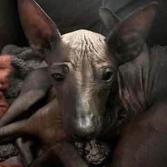 Xoloitzcuintli Puppies from Vineyardview Xoloitzcuintle
