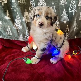 Gator - Blue merle male Australian Shepherd puppy in Scottsdale, Arizona from B & T's Aussies & Aussie Doodle's