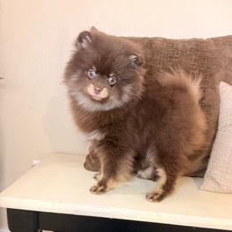 Euri - Chocolate and tan male Pomeranian puppy in Phoenix, Arizona from Luxpomz