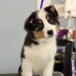 Hex - Black tri-color female Australian Shepherd puppy in Augusta, Georgia from Incendia Aussies & Dobies