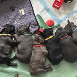 French Bulldog puppies from Camarra King