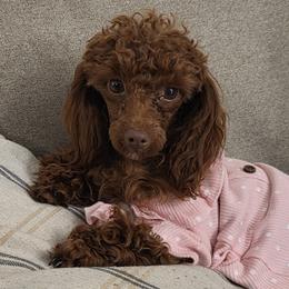 Poodles from Yates Family Farm