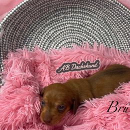 Brûlée - Red female Dachshund puppy in Mesquite, Texas from AB Dachshund