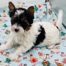 AKC - Ellie 3250 - Black tan and white female Biewer Terrier puppy in Douglas, Georgia from Heartland small breeds