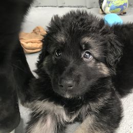Shiloh Shepherd Puppies from Solace Shilohs