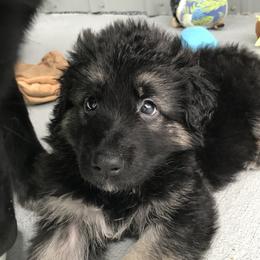 Shiloh Shepherd Puppies from Solace Shilohs