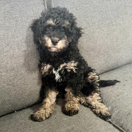 Pink-Mini - Phantom female Goldendoodle puppy in Millville, New Jersey from Michelle's Doodles
