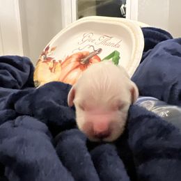 Ms Green - Light golden female Golden Retriever puppy in Galt, California from Golden Hearts Ranch English Cream Retrievers