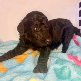 Gatsby - Silver male Poodle puppy in Meadowbrook, California from Standard Poodle Pups