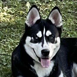 Nebi - Siberian Husky