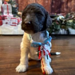 Peppermint Mocha - Parti male Goldendoodle puppy in Arlington, Texas from Chambers Doodle Patch