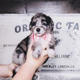 Bordoodle Puppies from 2J 2K Bordoodles