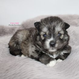 Pomsky Puppies from Florida Pomskies