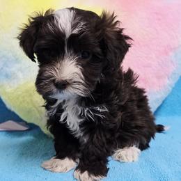Chocolate Blaze Boy - Chocolate male Havanese puppy in Vinita, Oklahoma from Locust Creek Shih Tzu & Havanese