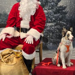 Border Collie Puppies from Bond Border Collies