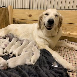 Golden Retriever Puppies from Autumn Lane Goldens