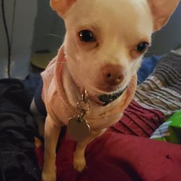 Chihuahuas from Our family of chihuahuas